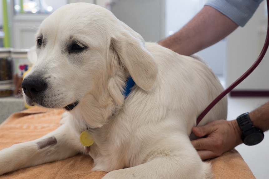 Tilly the labrador has her heart checked