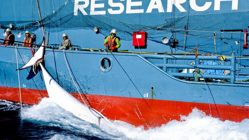 Japanese whaling harpoon ship the Yushin Maru 2