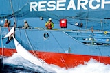 The Fisheries Ministry said its research was focused on the reproductive and nutritional cycles of minke whales.