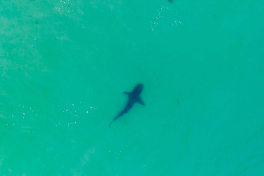 Birds eye view of dark outline of a bull shark swimming in shallow water