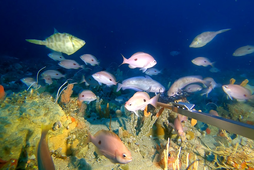 Fish gather around a bag of bait on a steel pole underwater.