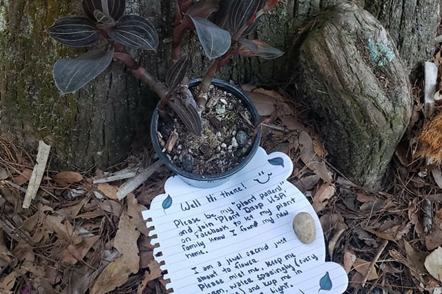 A plant with a handwritten note placed next to a tree trunk.