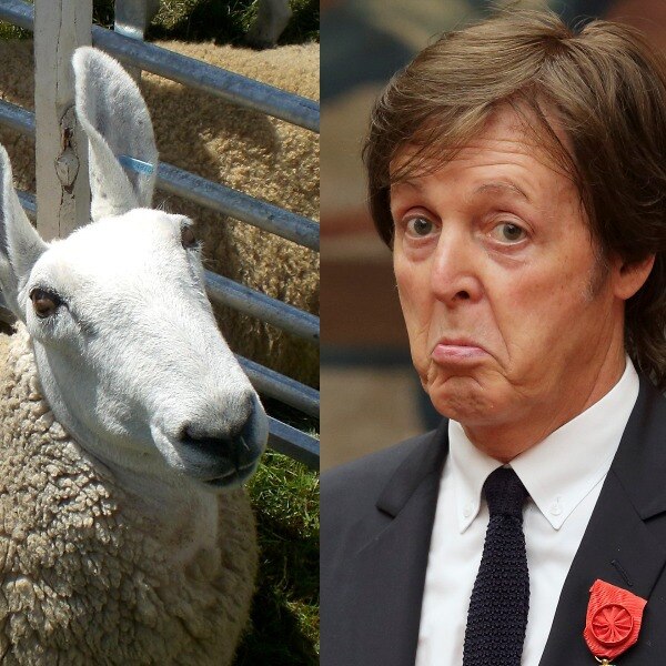 a white faced sheep looking upwards and a man in a suit with thick brown hair making a funny face