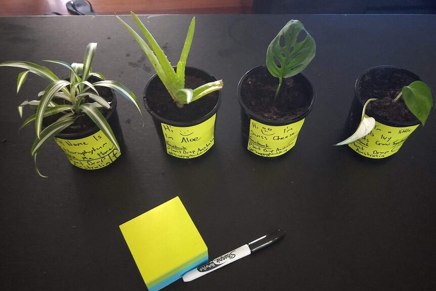 Four plant cuttings in little pots with handwritten notes on them on a table.
