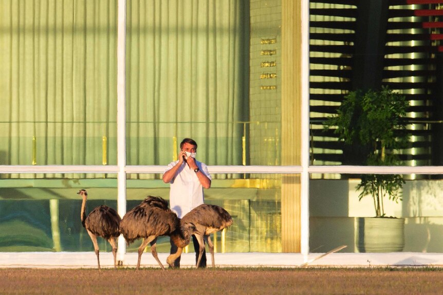 A man wearing a face masks chats on a mobile phone while standing near a mob of emus.