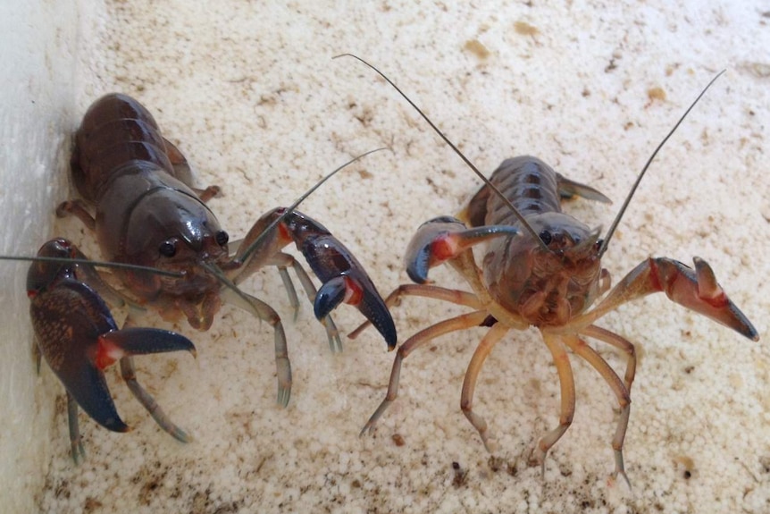 Two little yabbies on the sand