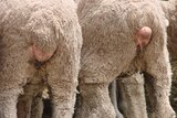 Close up of the tails of two mulesed Merino sheep