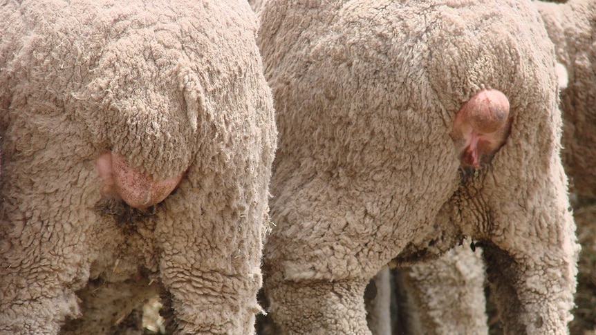 Close up of the tails of two mulesed Merino sheep