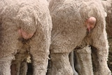 Close up of the tails of two mulesed Merino sheep