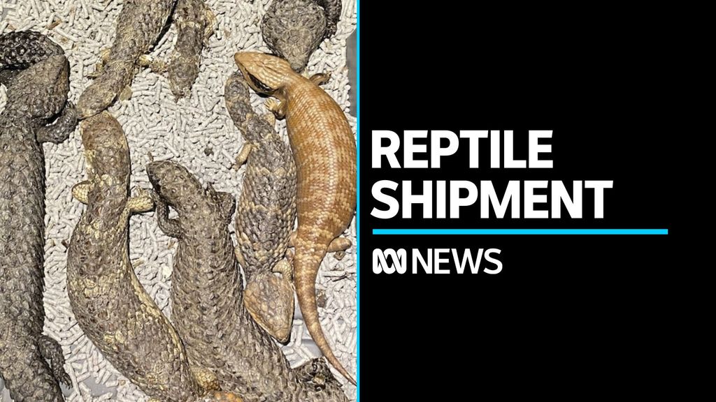 Million dollar illegal shipment of native reptiles seized - ABC News