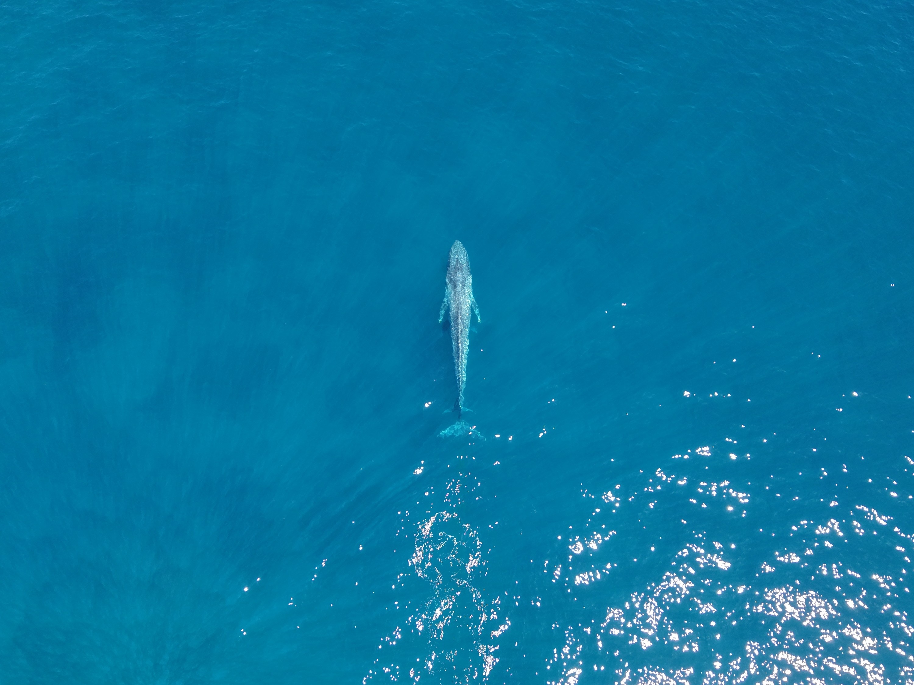 Blue whale swimming off Busselton Jetty