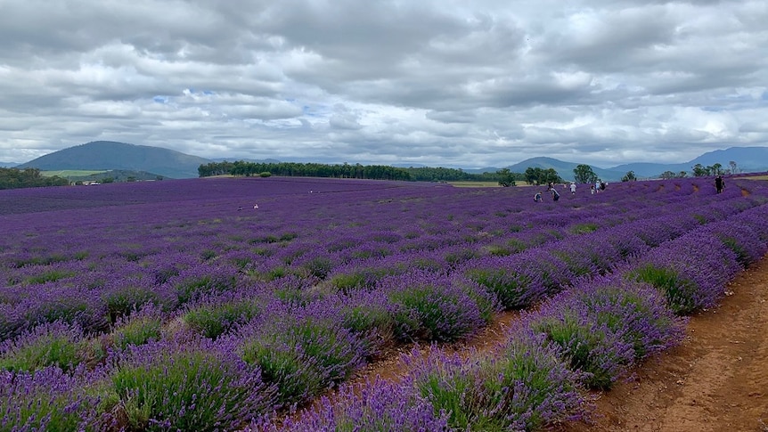 People wandering through the lavender farm at Nabowla