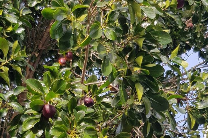 A hand holds a small branch with leaves and fruit