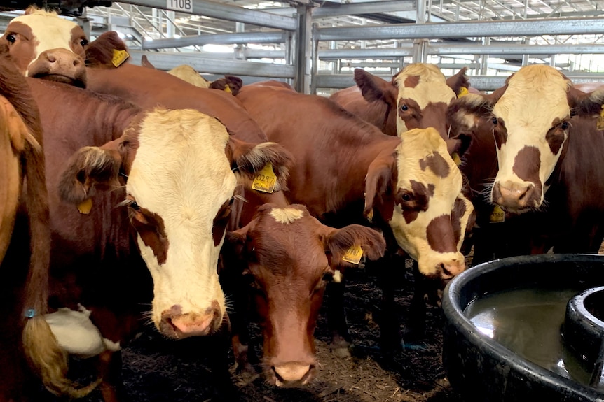 Beef cattle in pens.