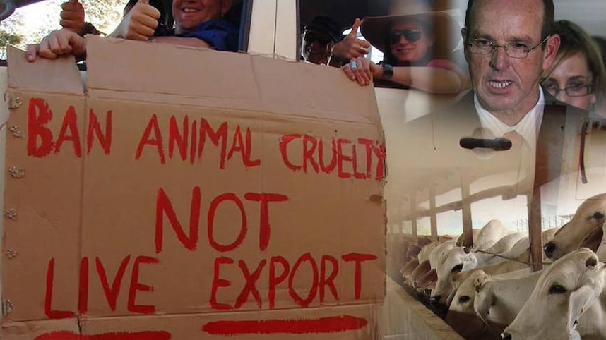 a collage of images about the 2011 live export ban.