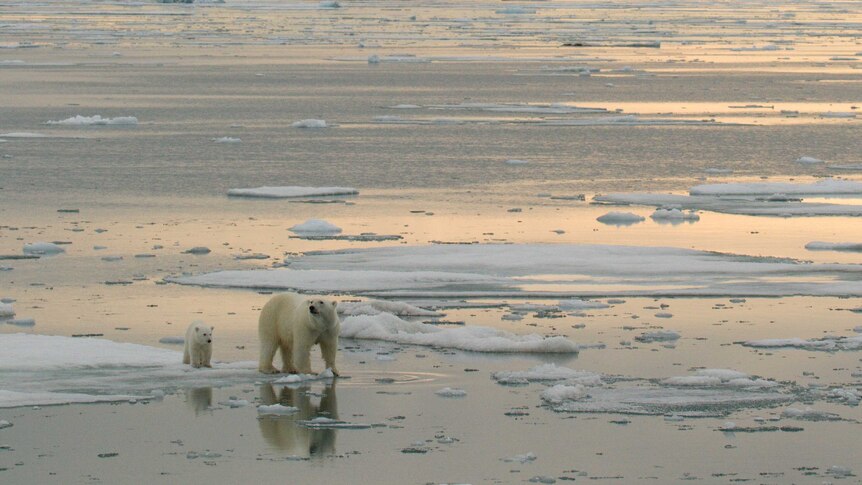 bear and cub on sea ice