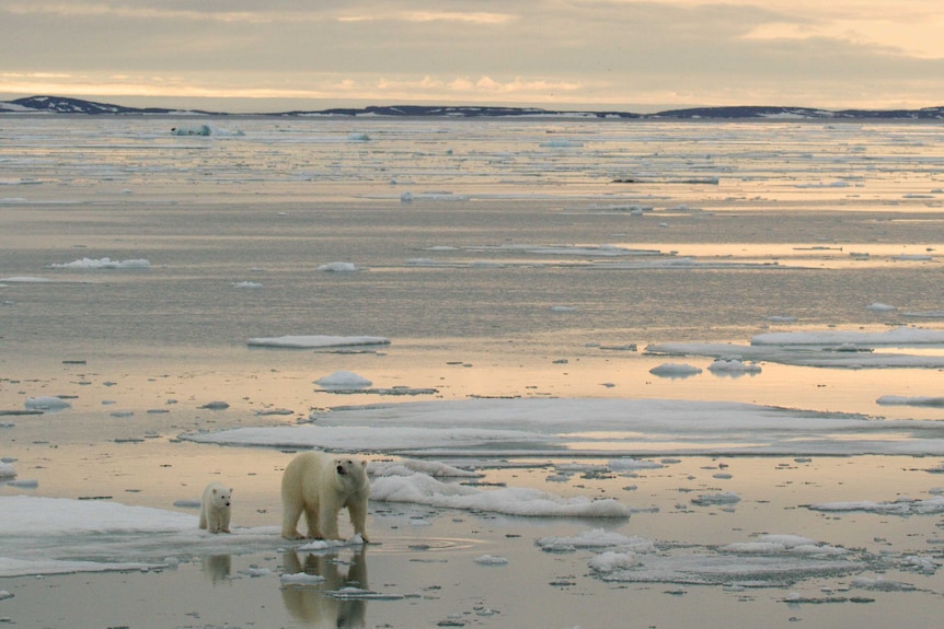 bear and cub on sea ice