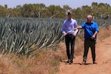 Two men walk along a red dirt road near a field of agave plants. 