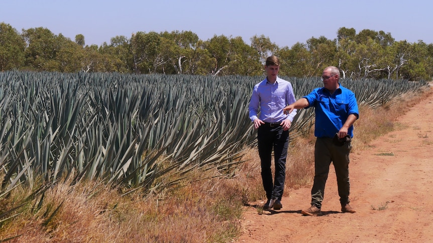 Two men walk along a red dirt road near a field of agave plants. 