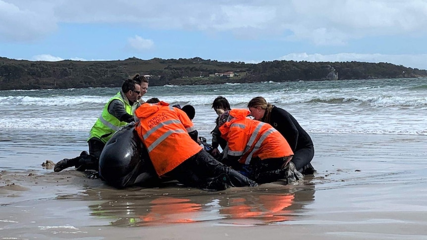 Rescuers from Tasmania's Parks and Wildlife Service help a stranded pilot whale on a beach near Strahan.