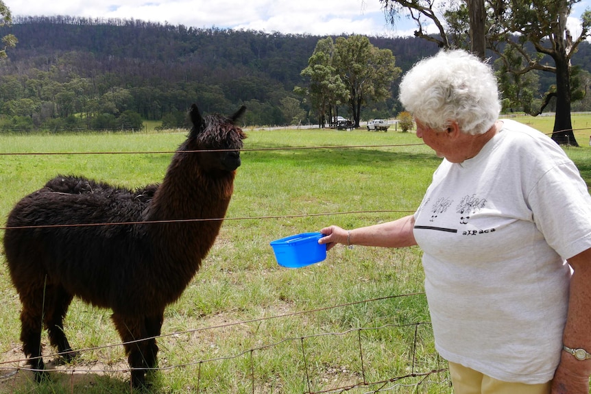 A woman feeds an alpaca.