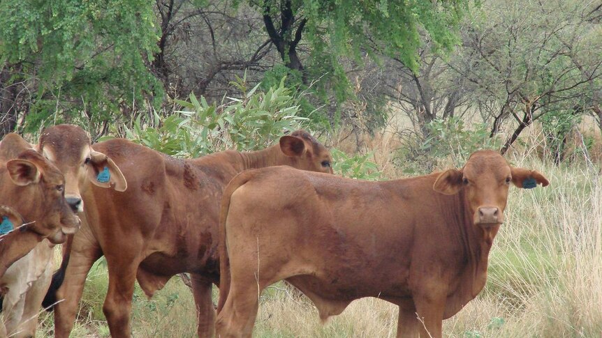 Cattle in the rangelands of WA