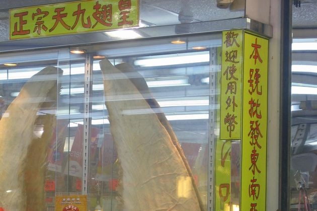 Shark fins hanging in shop