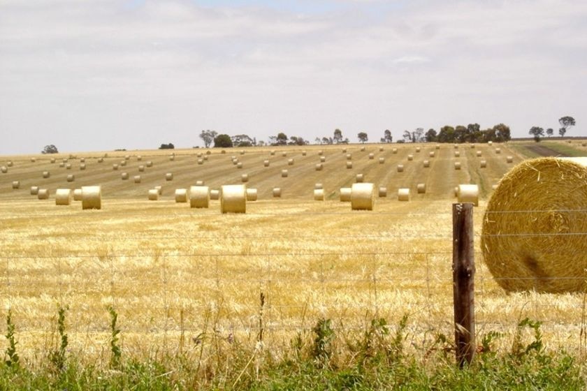 Hay bales sit in a dry field.