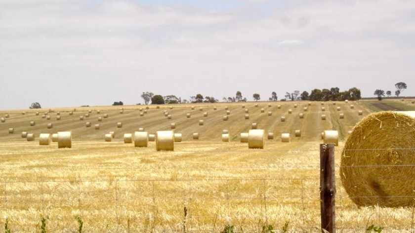 Bales of hay in a field