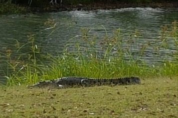salt water crocodile spotted at Willows Golf Club