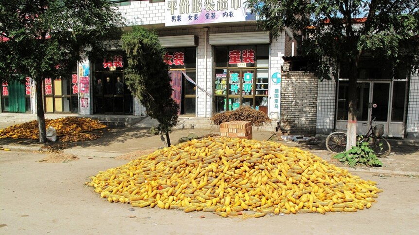 A pile of yellow corn cobs sits on a road in a rural Chinese setting