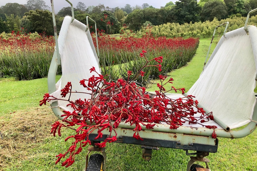 Red kangaroo paw flowers on a cart with a field of the flowers in the background.