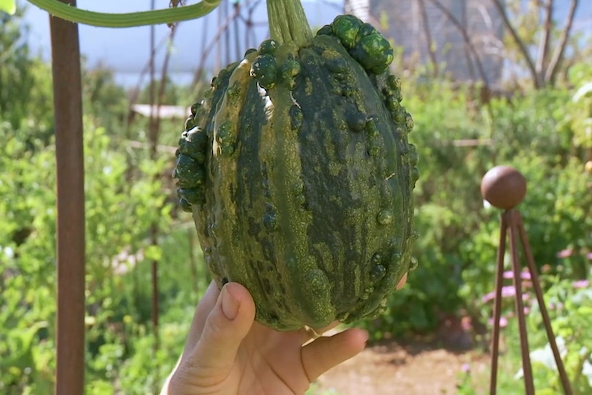 A green pimply squash on a vine with fingers holding the bottom of it, illustrating our Gardening Australia episode recap.