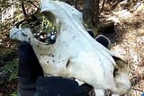 The suspected tasmanian tiger skull found by Levi and Jarom Triffitt.