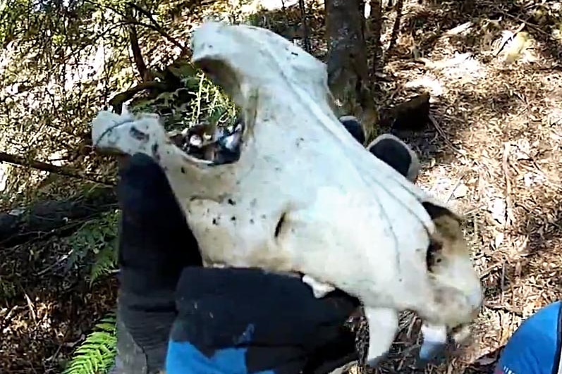 The suspected tasmanian tiger skull found by Levi and Jarom Triffitt.