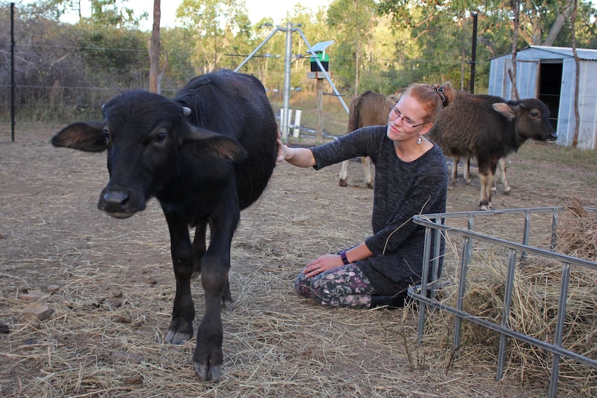 A woman sits on the ground in an animal pen patting a baby water buffalo