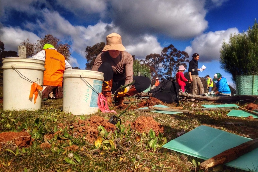 Planting at the base of Mount Majura.