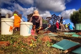 Tree planting projects stalled for Landcare groups
