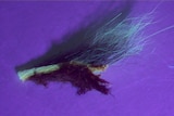 a tuft of thylacine fur with skin attached. It is under a UV light. The background has turned purple and the fur is glowing.
