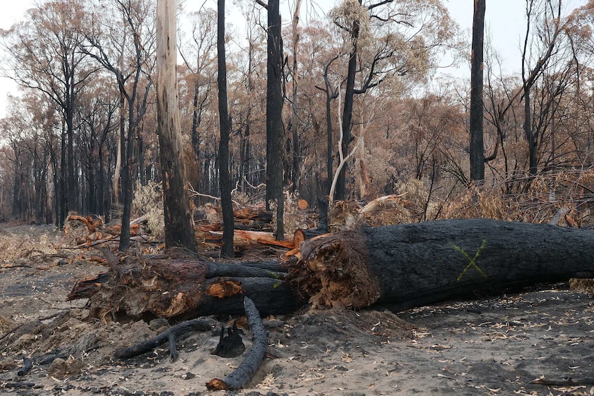 A fallen, burnt tree is split in half