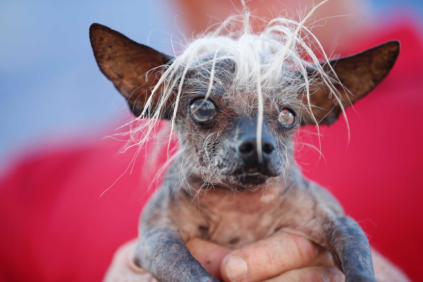 A small dog with a wild tuft of white hair and mismatched eyes