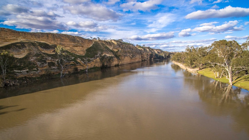 The Murray River with cliffs to the left and a awn bank and gum trees on the right.