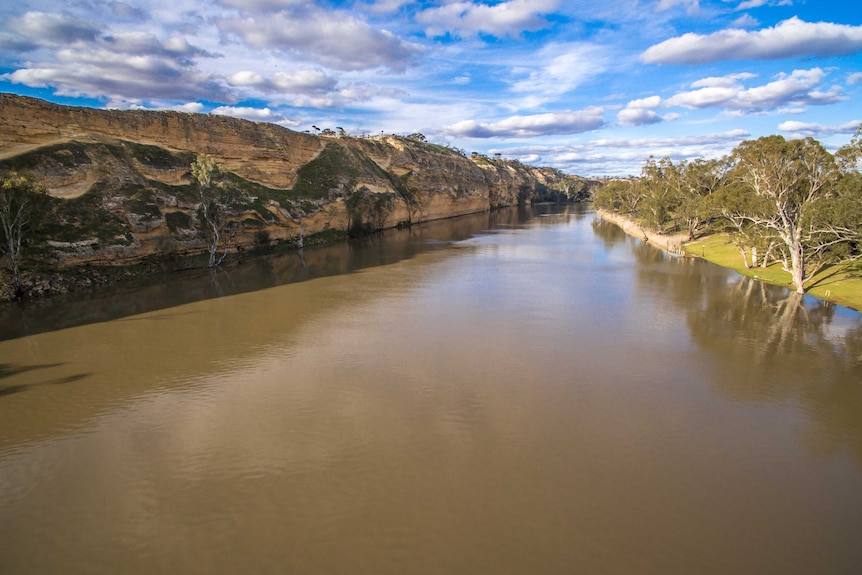The Murray River with cliffs to the left and a awn bank and gum trees on the right.