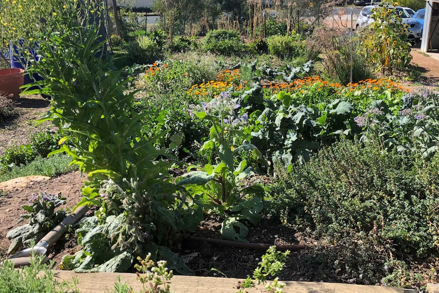 various colourful vegetables and plants growing in a square