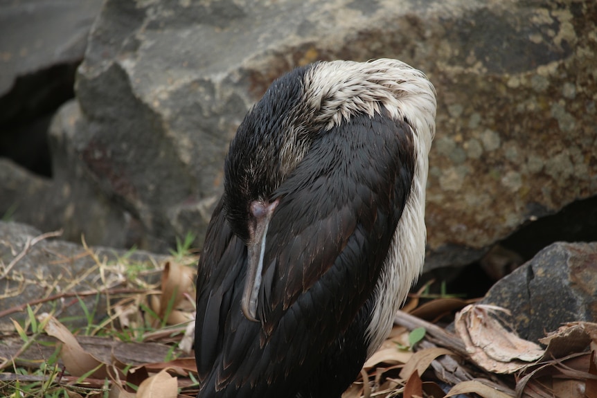 Cormorant affected by oil spill.