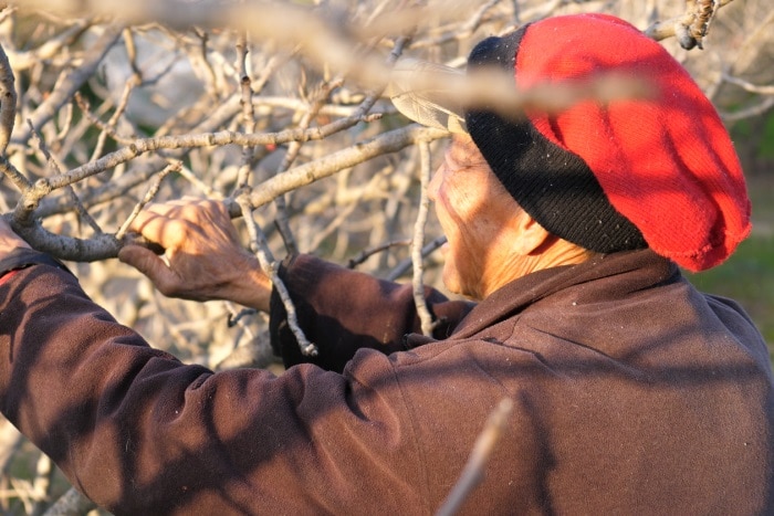 A pistachio producer tends to his trees
