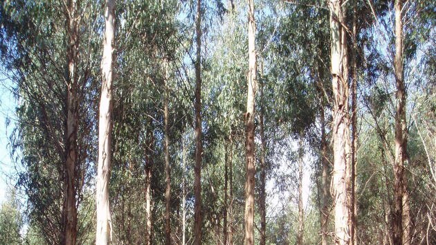 Gunns timber plantation SW of Wynyard Tasmania, post-thinning April 2008