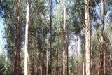 Gunns timber plantation SW of Wynyard Tasmania, post-thinning April 2008