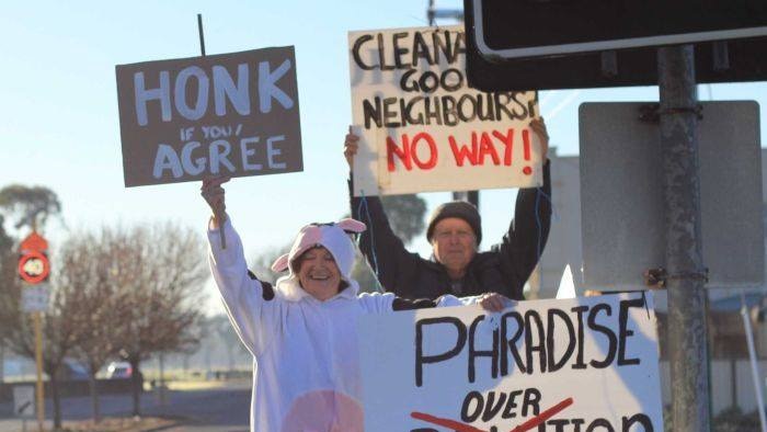 A woman dressed as a cow holding a protest sign about pollution.