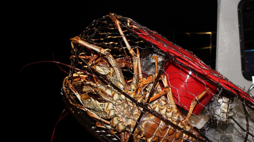 The underside of a big lobster shows as it's caught in a wire pot.